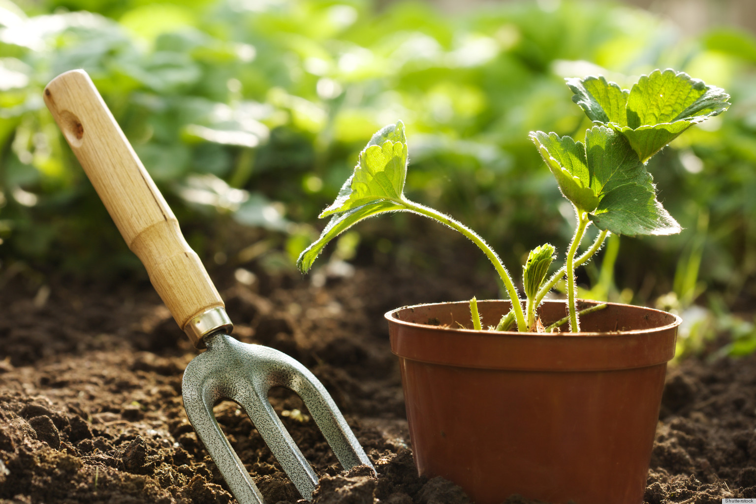 the right time of gardening.jpg
