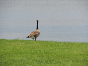 Commerce lakefront homes for sale Spring market update