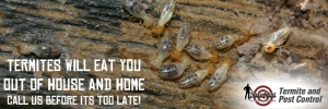 The Importance of Online Residential Pest Control Services