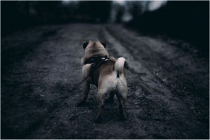 Preparing your Home for Pets