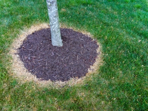 Ask the HOA Expert: Applying Barkmulch To Planting Beds