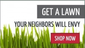 5 Common Lawn Weeds and Solutions to Fight Them