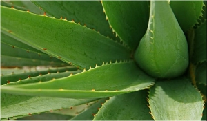 House And Garden Plants That Can Improve Your Health And Help You Destress