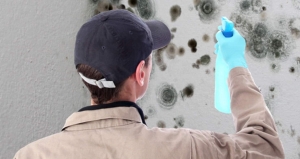 Cost of Mold Inspection