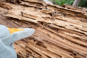 Ask the HOA Expert: Issues With Termites And Mice