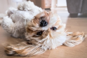 How To Choose The Right Home For You…and Your Dog