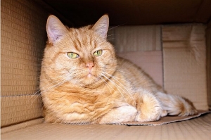 Clever Ways To De-Stinkify Your Home