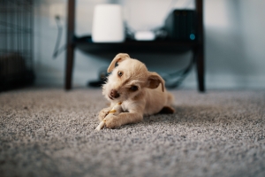 Dog on carpet