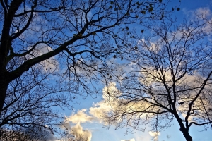 Can't Top That! Tree Topping In HOAs