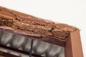 Finding Best Termite Control Companies