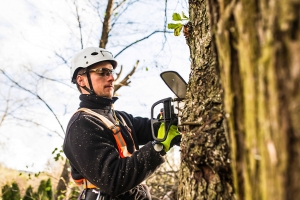 Things You Must Know Before Using A Tree Removal Service