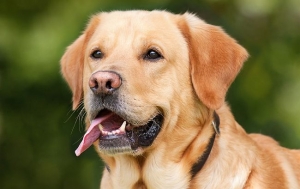 In Homeowner Associations, Dogs Do Present Challenges