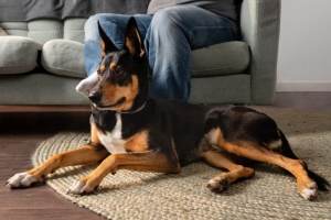 6 Easy Steps For Integrating A Dog Into Your Home... Without Chaos Or Clutter