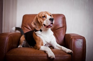 Are Your Pets Soiling Your Chances of Selling Your Home?