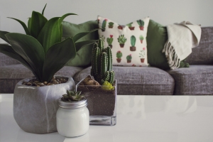 The Best Benefits of Houseplants