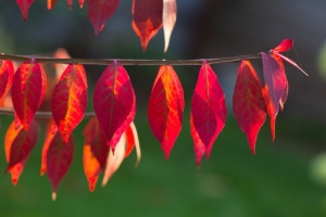 Tips for Selling Your Home in Autumn