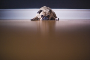 Have a Dog? Be Careful What—and Where—You Buy.