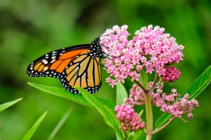 Planting Milkweed This Spring Could Help Save Monarch Butterflies