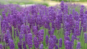 10 Plants That Will Spruce Up Your Garden And Keep Mosquitos Away