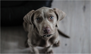 How to Keep Your Home Clean When You Have Pets