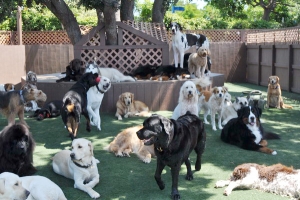 It's A Dog's Life For Millennials: What's Really Driving Their Desire To Buy A House