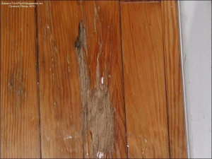 How to Prevent Termites in Hardwood Flooring