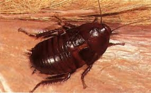 Most Practiced Methods to Get Rid Of The Wood Roach In America