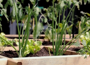 Tips For Growing An Urban Garden