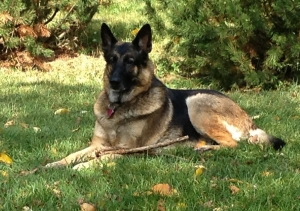 Dog Cancels Contract!