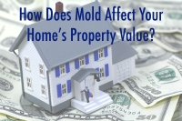How Mold Infestation Can Affect Property Value