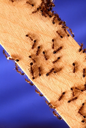 The Best Ways to Eliminate Ants from Your Home
